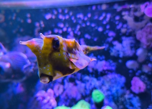 Lactoria cornuta - gehörnter Kuhkofferfisch Meerwasser Aquarium Fisch Kofferfisch