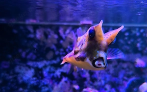 Lactoria cornuta - gehörnter Kuhkofferfisch Meerwasser Aquarium Fisch Kofferfisch Bild 4