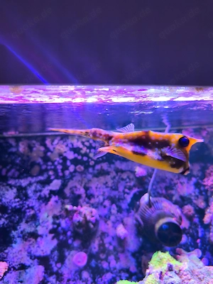 Lactoria cornuta - gehörnter Kuhkofferfisch Meerwasser Aquarium Fisch Kofferfisch Bild 5