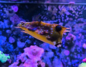 Lactoria cornuta - gehörnter Kuhkofferfisch Meerwasser Aquarium Fisch Kofferfisch Bild 2