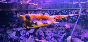 Lactoria cornuta - gehörnter Kuhkofferfisch Meerwasser Aquarium Fisch Kofferfisch Bild 3