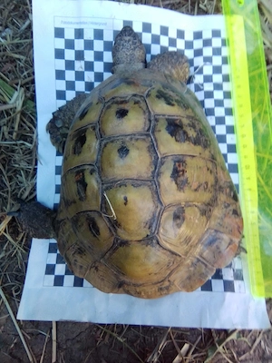 Landschildkröten-Nachzuchten sowie auch adulte Tiere nur in gute Hände abzugeben Bild 6