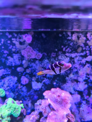 Sattel Spitzkopfkugelfisch Canthigaster valentini Meerwasser Fisch Aquarium Salzwasser Kugelfisch  Bild 3