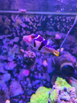 Sattel Spitzkopfkugelfisch Canthigaster valentini Meerwasser Fisch Aquarium Salzwasser Kugelfisch 