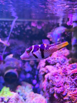 Sattel Spitzkopfkugelfisch Canthigaster valentini Meerwasser Fisch Aquarium Salzwasser Kugelfisch  Bild 2