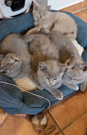 BKH Kitten 