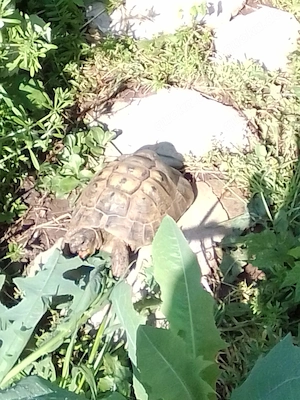 Landschildkröten-Nachzuchten sowie auch adulte Tiere nur in gute Hände abzugeben Bild 7