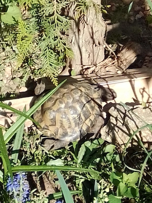 Landschildkröten-Nachzuchten sowie auch adulte Tiere nur in gute Hände abzugeben Bild 8