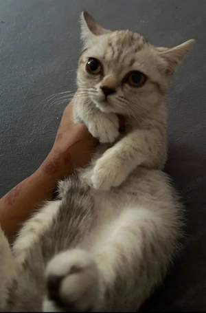britisch Kurzhaar Silber-Tabby