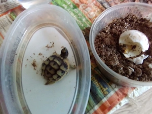 Landschildkröten-Nachzuchten sowie auch adulte Tiere nur in gute Hände abzugeben Bild 9