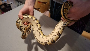 0.1 Yellowbelly het albino