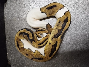 1.0 Pastel Pied