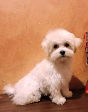 Süße Maltipoo-Welpen suchen nach Zuhause 