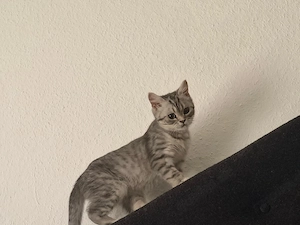 BKH katze 