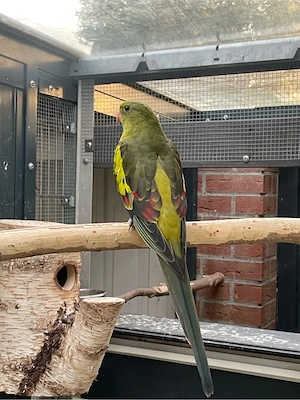 Bergsittichpaar zu verkaufen Bild 3
