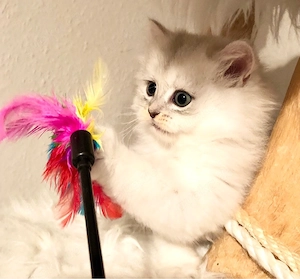 Perser Chinchilla BLH Kitten Kater