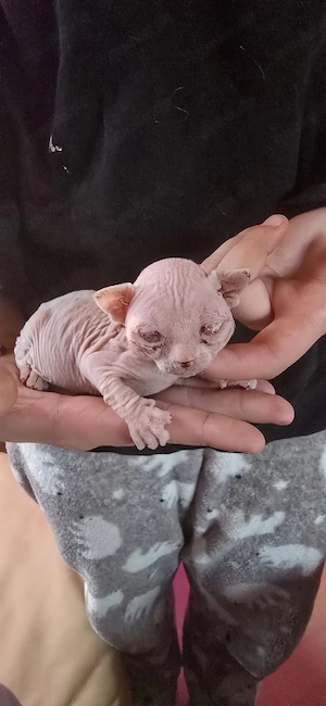 Ein Sphynx Kater