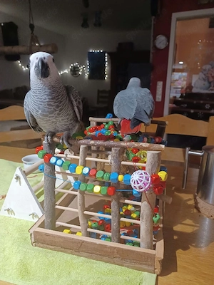 Graupapageien