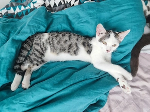 Babykatzen 