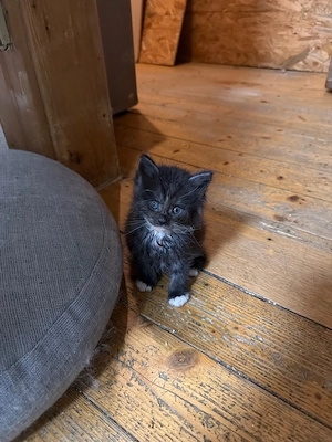 Reinrassige Maincoon Baby-kater