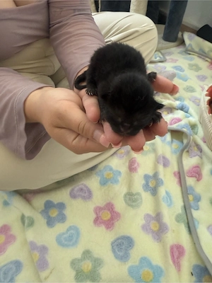 kitten wurf vom 09.05