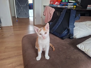 katzen baby 