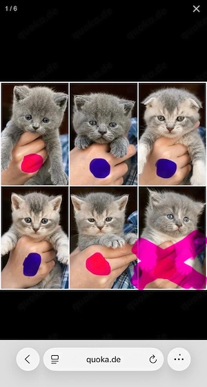 Katzenbaby BKH