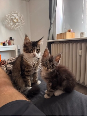 Maine Coon Kitten verschmust