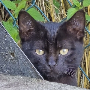 2 kleine ,stubenreine, schwarze bauernhofs kater