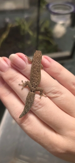 Jungferngeckos adult! Lepidodactylus lugubris 