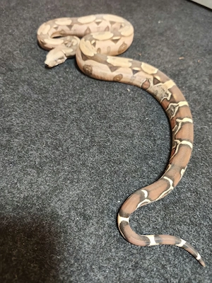 Boa Constrictor 