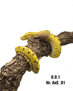 0.0.1 Morelia viridis ENZ 06 2025 Grüner Baumpython 