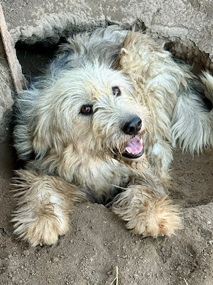 Izaro, Wuschelbär zum Liebhaben Bild 4