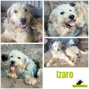 Izaro ist einfach nur toll!