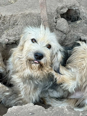 Izaro, Wuschelbär zum Liebhaben Bild 5