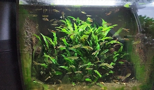Endler Guppy 