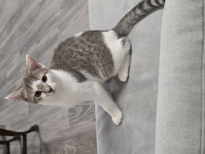 Junger Kater, geboren im Mai 2026   100