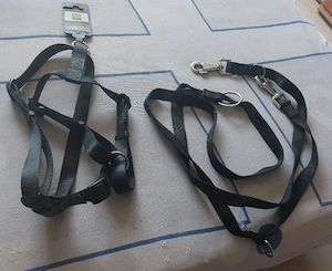 Hunde  Set 