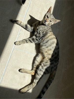 Kater Charly kastriert sucht sein für immer Zuhause