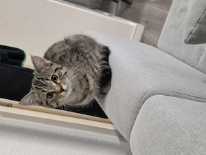 Junge Katze, geboren im Mai 2026   200 