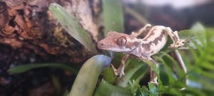 Kronengecko Jungtiere  (Crested Gecko)