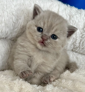 Reinrassige bkh kitten geb. 27.7.26