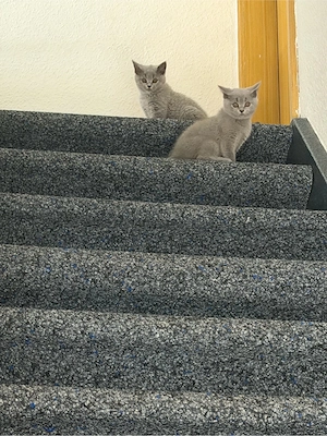 BKH Kitten