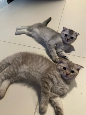 4 wunderschöne British-Shorthair-Kätzchen suchen ein liebevolles Zuhause!     