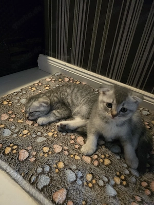      4 wunderschöne British-Shorthair-Kätzchen suchen ein liebevolles Zuhause!     