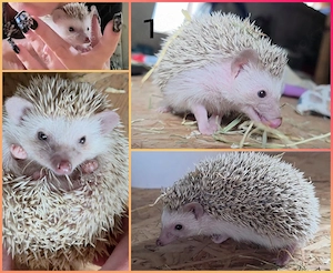 Weißbauchigel 