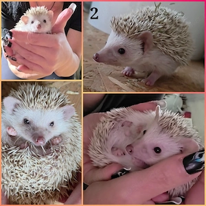 Weißbauchigel 