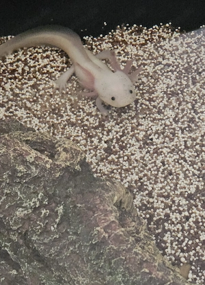 Axolotl Nachwuchs 