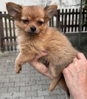 Süßes Pomchi Mädel (Chihuahua x Pomeranian Zwergspitz)