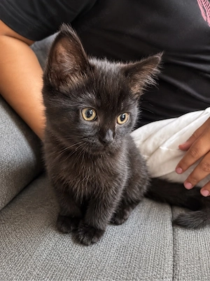 BKH kitten